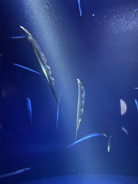 サンシャイン水族館に投稿された画像（2025/3/5）
