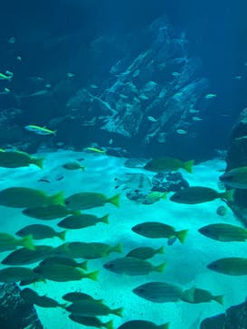 マリンワールド海の中道に投稿された画像（2025/3/5）