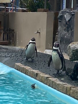 下田海中水族館に投稿された画像（2025/3/5）