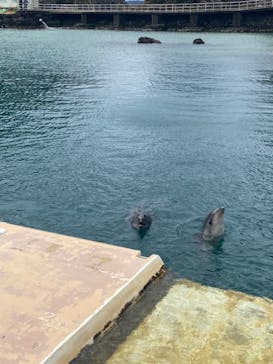 下田海中水族館に投稿された画像（2025/3/5）