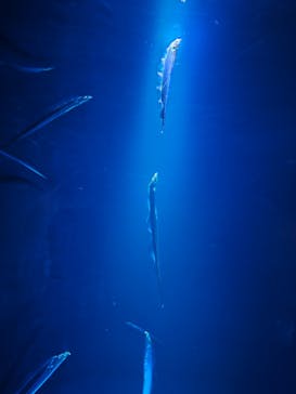 大分マリーンパレス水族館 「うみたまご」に投稿された画像（2025/3/5）