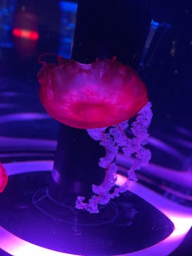 マクセル アクアパーク品川に投稿された画像（2025/3/5）