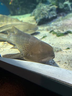 マクセル アクアパーク品川に投稿された画像（2025/3/5）