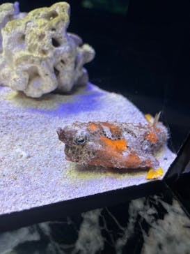 マクセル アクアパーク品川に投稿された画像（2025/3/5）