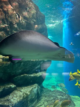 マクセル アクアパーク品川に投稿された画像（2025/3/5）