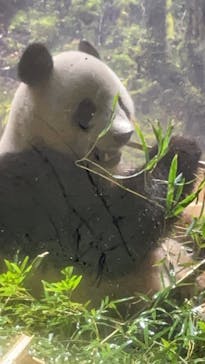 恩賜上野動物園に投稿された画像（2025/3/5）
