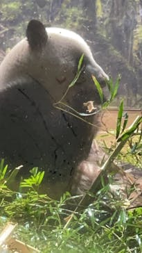 恩賜上野動物園に投稿された画像（2025/3/5）