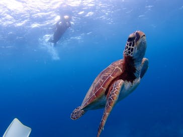 マリンショップ石垣島笑顔向上請負所に投稿された画像（2025/3/5）
