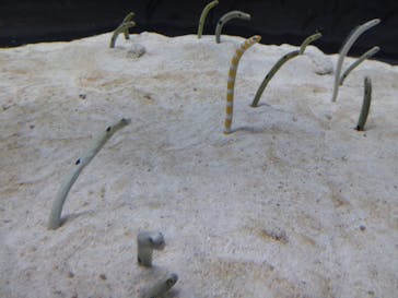 すみだ水族館に投稿された画像（2025/3/5）