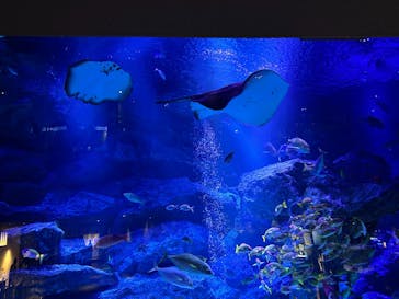 すみだ水族館に投稿された画像（2025/3/5）