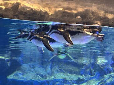 すみだ水族館に投稿された画像（2025/3/5）