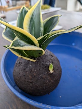 倉敷グリーンファームに投稿された画像（2025/3/5）