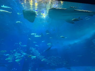 沖縄美ら海水族館に投稿された画像（2025/3/5）