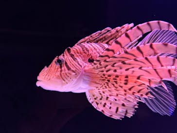 大分マリーンパレス水族館 「うみたまご」に投稿された画像（2025/3/5）