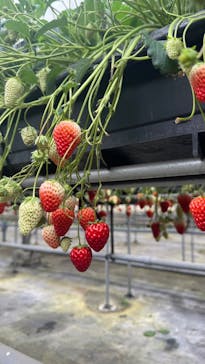 ICHIGOHOUSE.HITACHINAKAに投稿された画像（2025/3/5）