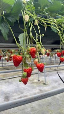 ICHIGOHOUSE.HITACHINAKAに投稿された画像（2025/3/5）