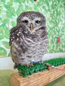 Moff animal world BIGHOPガーデンモール印西店に投稿された画像（2025/3/5）