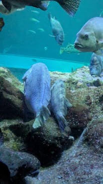 新江ノ島水族館に投稿された画像（2025/3/5）