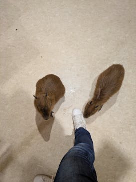 アニタッチららぽーと名古屋みなとアクルスに投稿された画像（2025/3/5）