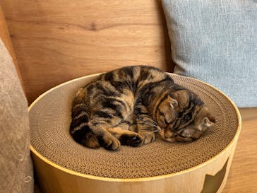 Cat Café MOFF SHIMINT HIROSHIMA店に投稿された画像（2025/3/6）