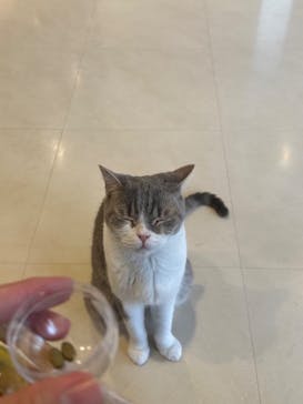 Cat Café MOFF SHIMINT HIROSHIMA店に投稿された画像（2025/3/6）