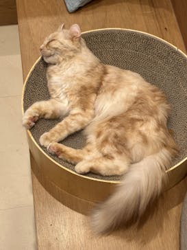 Cat Café MOFF SHIMINT HIROSHIMA店に投稿された画像（2025/3/6）