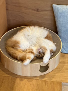 Cat Café MOFF SHIMINT HIROSHIMA店に投稿された画像（2025/3/6）