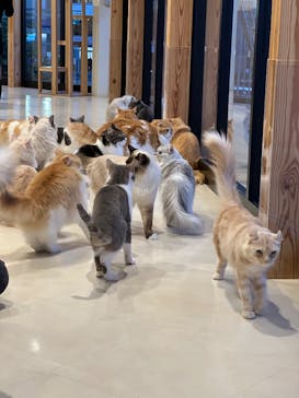Cat Café MOFF SHIMINT HIROSHIMA店に投稿された画像（2025/3/6）