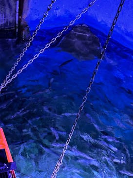 マクセル アクアパーク品川に投稿された画像（2025/3/6）