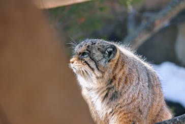 那須どうぶつ王国に投稿された画像（2025/3/6）