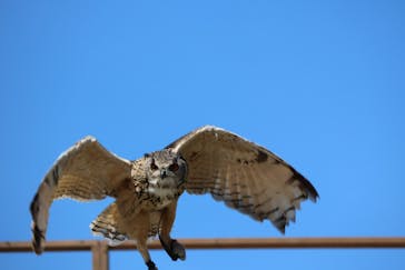 那須どうぶつ王国に投稿された画像（2025/3/6）