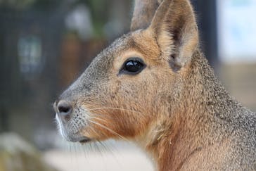 那須どうぶつ王国に投稿された画像（2025/3/6）