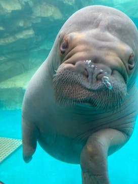 大分マリーンパレス水族館 「うみたまご」に投稿された画像（2025/3/6）