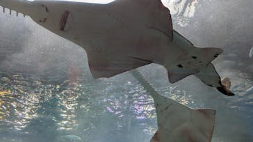 マクセル アクアパーク品川に投稿された画像（2025/3/6）