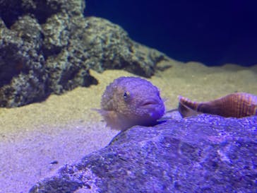 新江ノ島水族館に投稿された画像（2025/3/6）