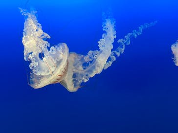 新江ノ島水族館に投稿された画像（2025/3/6）