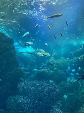 新江ノ島水族館に投稿された画像（2025/3/6）