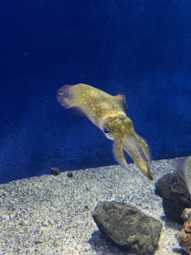 新江ノ島水族館に投稿された画像（2025/3/6）