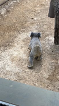 名古屋市東山動植物園に投稿された画像（2025/3/6）