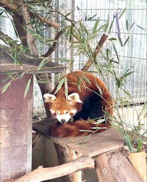 熱川バナナワニ園に投稿された画像（2025/3/6）