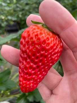 ICHIGOHOUSE.HITACHINAKAに投稿された画像（2025/3/6）