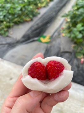 ICHIGOHOUSE.HITACHINAKAに投稿された画像（2025/3/6）