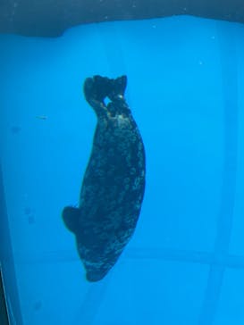 横浜・八景島シーパラダイスに投稿された画像（2025/3/6）