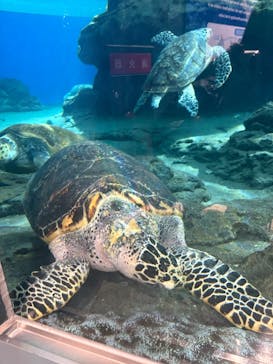 名古屋港水族館に投稿された画像（2025/3/6）