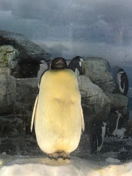 名古屋港水族館に投稿された画像（2025/3/6）