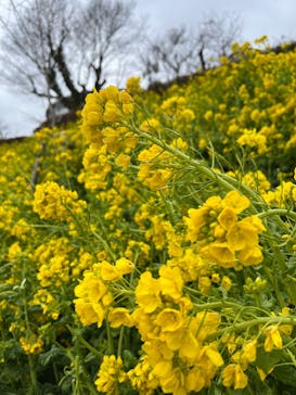 マザー牧場に投稿された画像（2025/3/6）