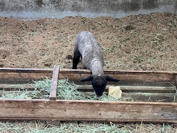 マザー牧場に投稿された画像（2025/3/6）