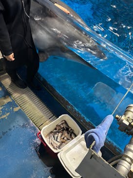 マクセル アクアパーク品川に投稿された画像（2025/3/6）