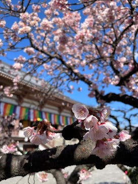 THE SPA 西新井に投稿された画像（2025/3/6）