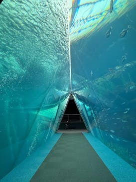 環境水族館アクアマリンふくしまに投稿された画像（2025/3/6）
